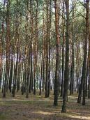 2011 р. Ліс біля озера Світязь