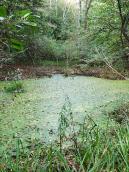 2011 р. Маленьке лісове озерце