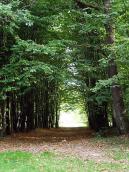 2011 р. Алея у змішаному лісі