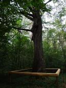 2011 р. Дуб, під яким відпочивала Леся…