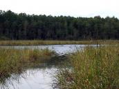 Нечімне урочище