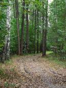 2011 р. Алея серед берез