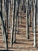 2012 р. Краєвид у Голосіївському парку