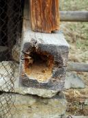 Струхлявіла опорна балка