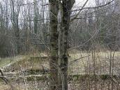 Права частина