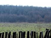 2013 р. Долина і ліс