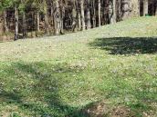 2013 р. Галявина, всіяна первоцвітами