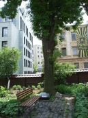 Дерево, посаджене у 1964 р.