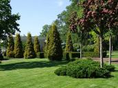 Пірамідальні дерева