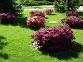 Газон між корпусом (4) і палацом (5)