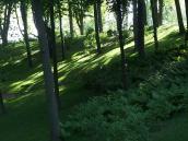 Схил до алеі (20)