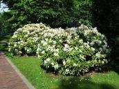 Квітучі кущі біля площадки руїн