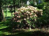 Кущ у розквіті