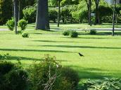 Вигляд зі сходу з вороною