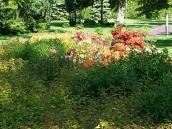 Газон з квітами