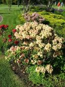 Газон з квітами (2)