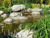 Каміння у ставку 3