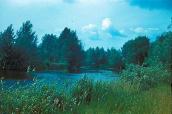 1977 р. Вид на ріку Трубіж