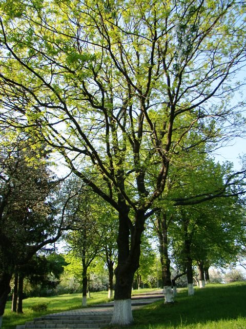 Другий дуб Г.С.Сковороди