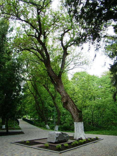 Могила Г.С.Сковороди. Загальний вигляд