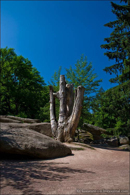 Сімейне дерево Потоцьких