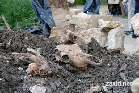 Кістки тварин