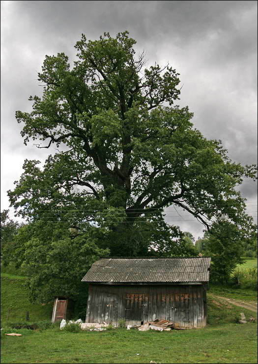 Загальний вигляд