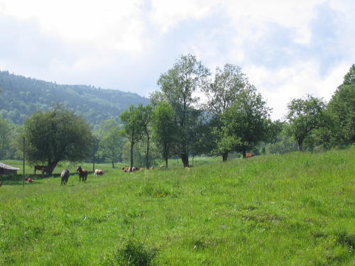 [2003..2006 р.] Краєвид