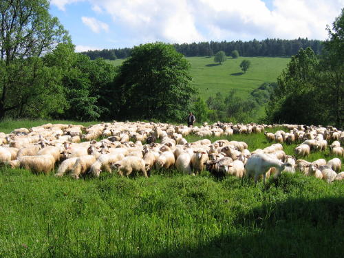 [2003..2006 р.] Випас овець