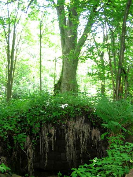[2003..2006 р.] Залишки пивниці