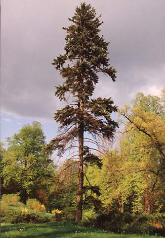 [2006 р.] У парку