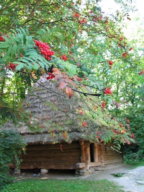 2006 р. Загальний вигляд з калиною