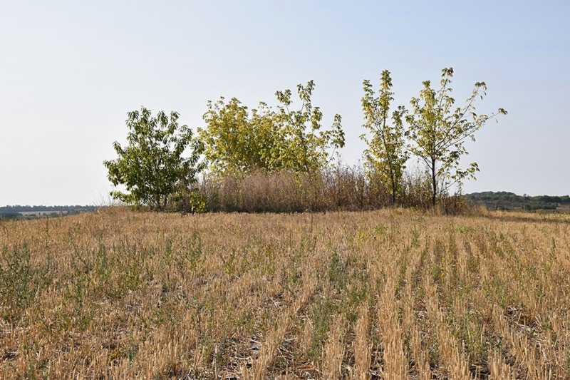 Курганний могильник № 3597