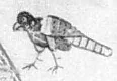 Правий верхній птах