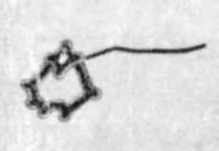 Сер. 17 ст. План міста