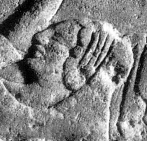 Голова померлого