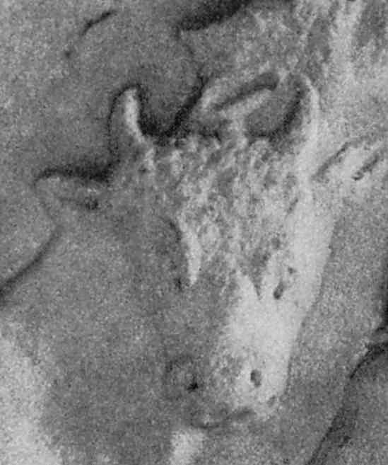 Голова бика