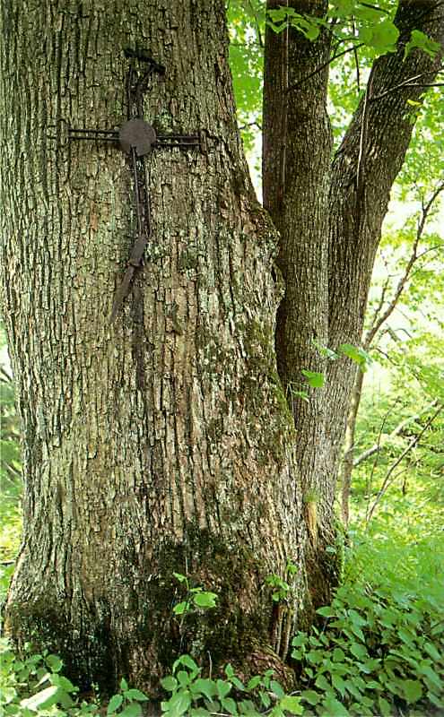 Церква Різдва богородиці