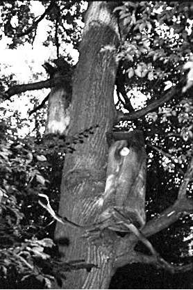 [2003 р.] Пасіка – вулики-борті