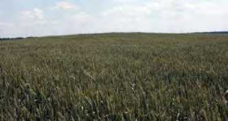 Курган № 3. Вигляд із західного боку