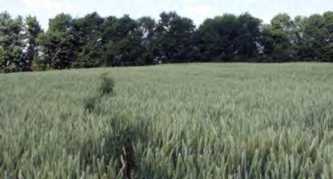 Курган № 4. Вигляд із західного боку