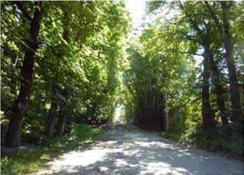 Алея каштанів (№ 24)