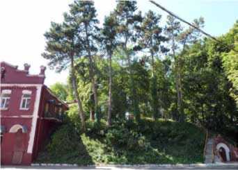 Ряд сосни чорної