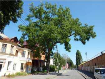 Горіх чорний (№ 5)