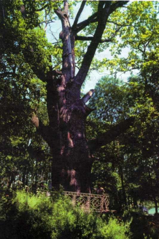 2002 р. Загальний вигляд