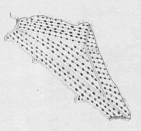 Гончарівка