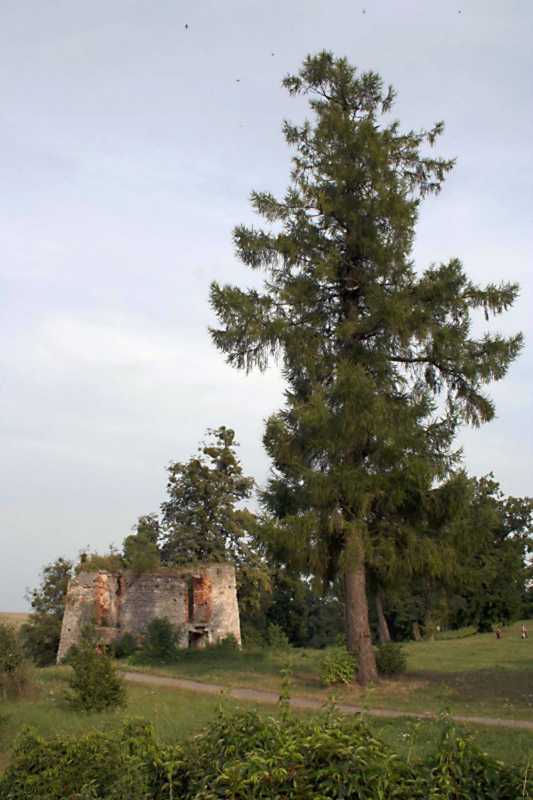 2009 р. Загальний вигляд