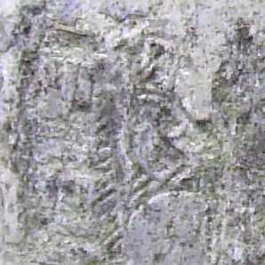 Лівий птах на кіпарісі