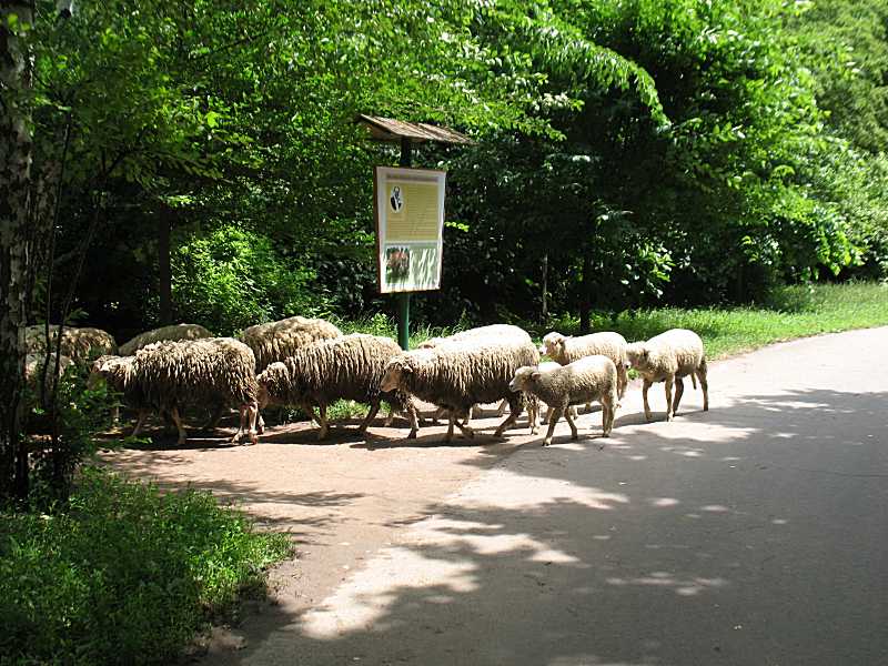 2011 р. Вівці в Софіївці