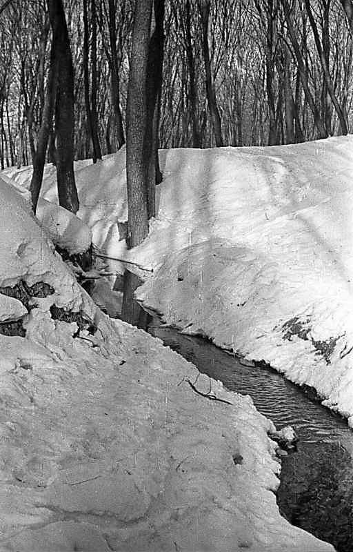 1976 р. Краєвид у Голосіївському лісі